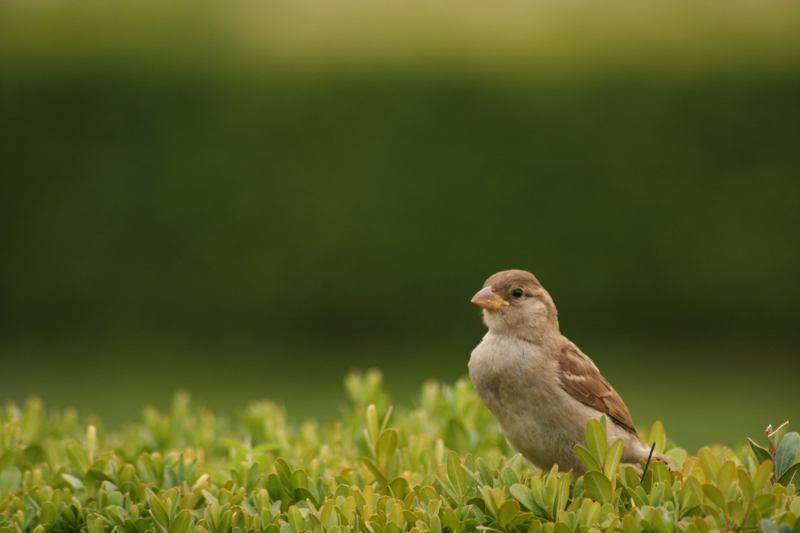 Songbird. Click for previous image.
