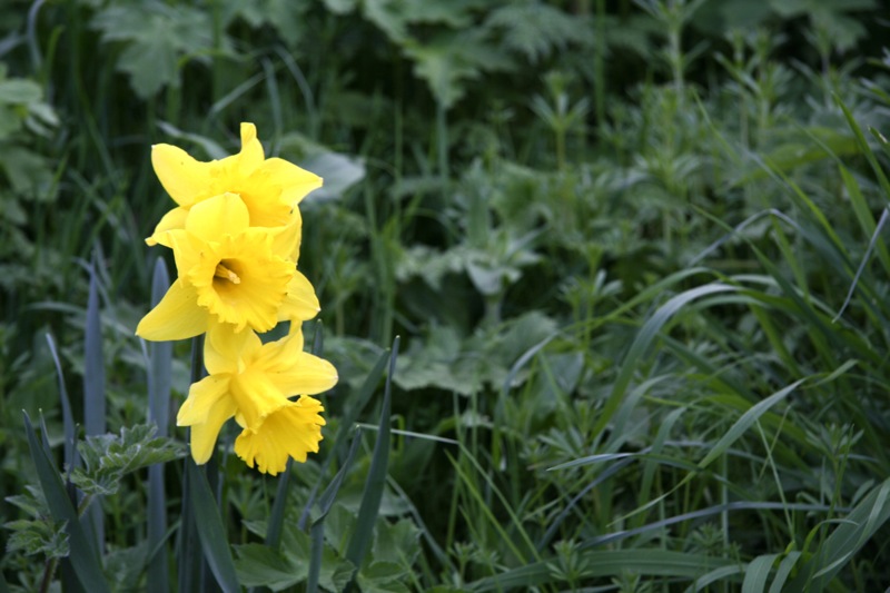 Lonely Daffodils. Click for previous image.