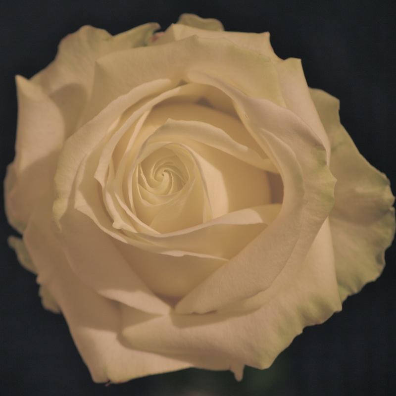 The Rose. Click for previous image.