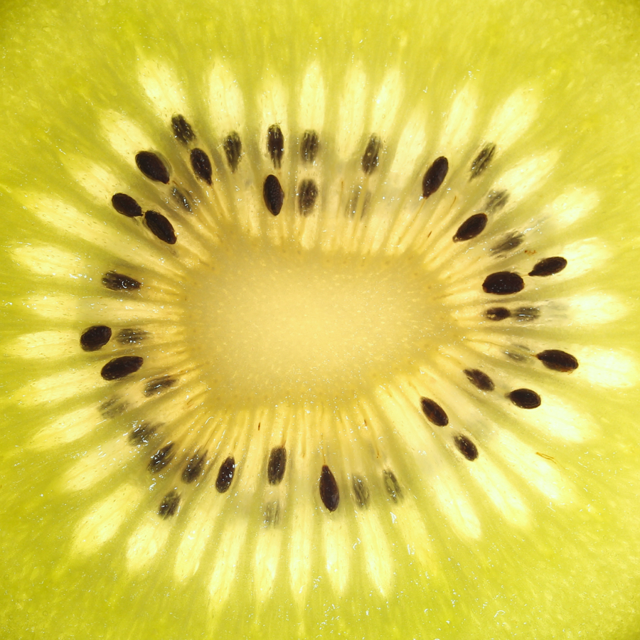 Kiwi Fruit. Click for previous image.