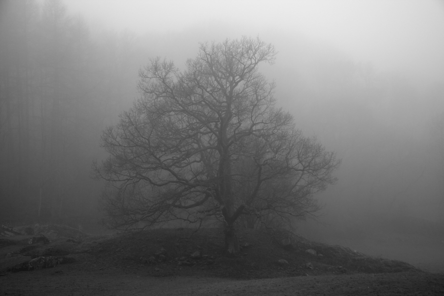 The Sawrey Tree. Click for previous image.